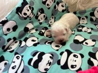 chłopiec - 1 tydzień